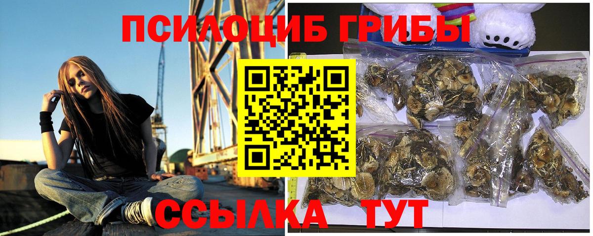 Ленинск-Кузнецкий  Псилоцибиновые грибы Psilocybine cubensis  Вход с VPN 